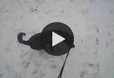 Первый снег. Прогулка с собакой.
